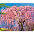 Коврик для мыши Defender Silk Pad Nature (50707)